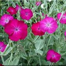 Lychnis Coronaria- 100 Seeds-
