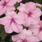 Impatiens Walleriana -Baby Pink - 50 Seeds