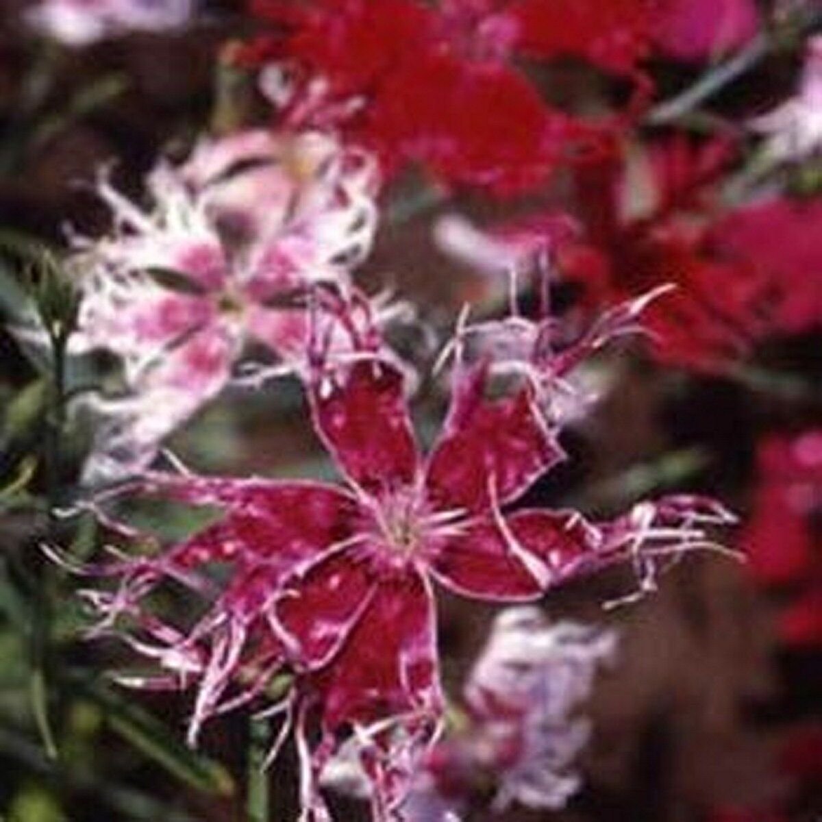 Dianthus- Spooky Mix - 100 Seeds