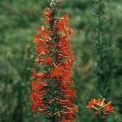 Standing Cypress- 100 Seeds -