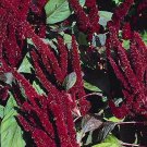 Amaranthus Hypochondriacus Pygmy Torch- 100 Seeds