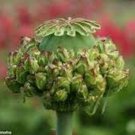 Peony Poppy- (Papaver Paeoniflorum) - Hens&Chicks - 100 Seeds