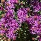 Ironweed (Vernonia Fasciculata)- 200 Seeds