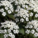 Anise (Pimpinella Anisum)- 100 Seeds
