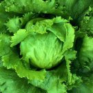 Lettuce- Iceberg- 100 Seeds -