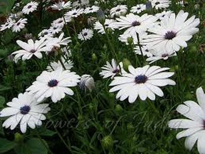 African Daisy (Dimorphotheca Aurantiaca)- white- 50 seeds