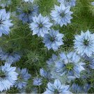 Love-in-a-Mist (Nigella Damascena Jewels Indigo)- 100 Seeds