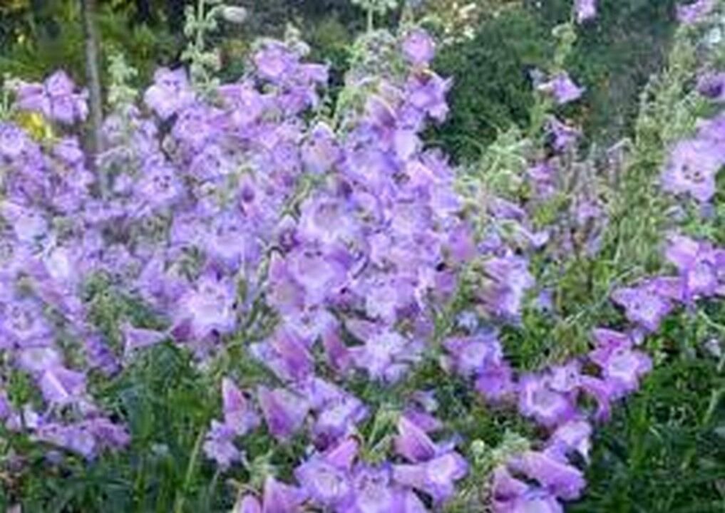 Penstemon- Lavender- 50 Seeds