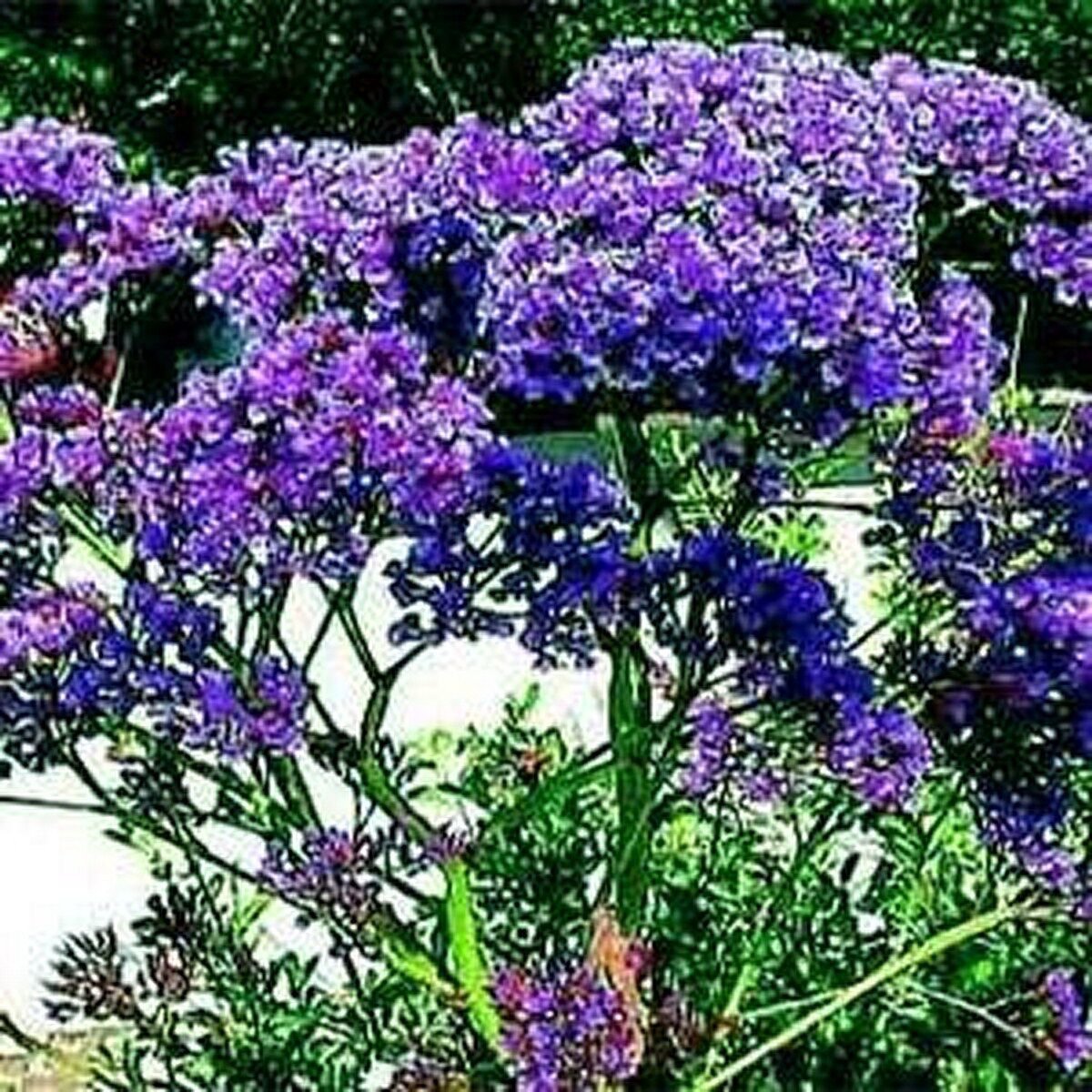 Statice (Limonium Sinuatum)- Blue River-50 Seeds