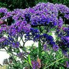 Statice (Limonium Sinuatum)- Blue River-50 Seeds