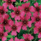 Cinquefoil (Potentilla Nepalensis)- 50 seeds