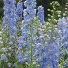 Delphinium- Cultorum- Summer Skies- 50 seeds
