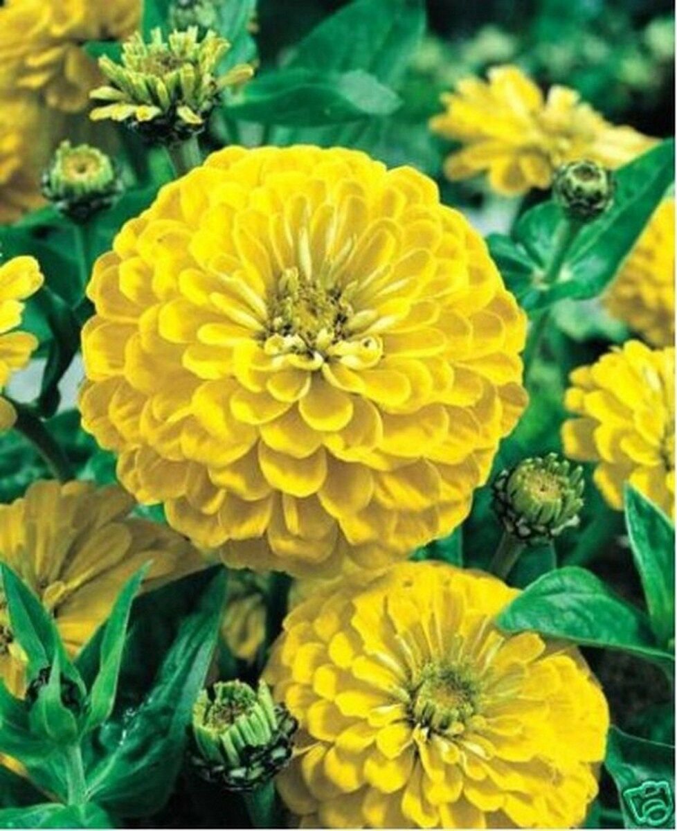 Zinnia Elegans Canary Yellow 100 Seeds