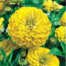 Zinnia- Elegans- Canary Yellow- 100 Seeds