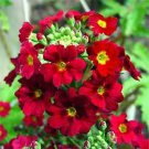 Primrose - Fairy- (Primula Malacoides)- Crimson- 50 seeds