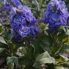 Stock- Matthiola Incana Ten Week -Blue- 50 Seeds