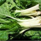 Swiss Chard- Fordhook- 50 Seeds -
