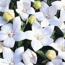 Balloon flower- (Platycodon Grandiflorus) White- 25 Seeds -
