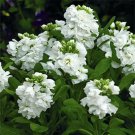 Stock- Matthiola Incana Ten Week -White- 50 Seeds