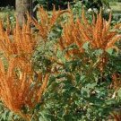 Amaranthus Cruentus (Hot Biscuits- 50 Seeds