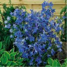 Delphinium- Cultorum- Butterfly Blue- 50 seeds