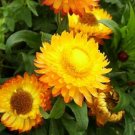 Strawflower- Helichrysum Bracteatum- Yellow- 200 Seeds
