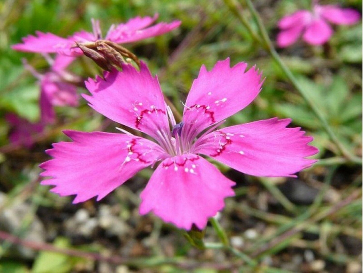 Dianthus Deltoides Maiden Pink 200 Seeds 3084