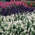 Salvia- White Swan - 100 Seeds-