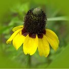 Coneflower Clasping-(Echinacea )- 250 seeds