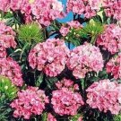 Dianthus- Barbatus- Pink Beauty- 200 seeds