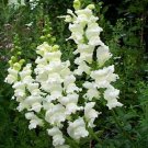 Snapdragon- Snowflake- 200 seeds