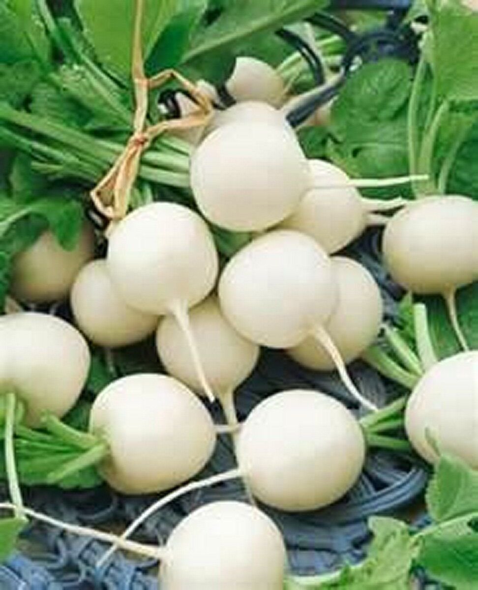 Radish- Hailstone- 200 Seeds -