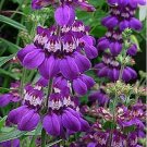 Chinese Houses (Collinsia Heterophylla)- 200 Seeds