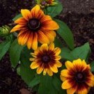 Gloriosa Daisy (Rudbeckia Hirta Sunset)- 200 seeds