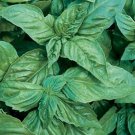 Basil Italian- Large Leaved (Ocimum Basilicum)- 200 Seeds