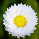 Winged Everlasting- Ammobium Alatum Grandiflorum - 100 Seeds