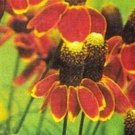 Mexican Hat-Ratibida Columnifera- 200 seeds
