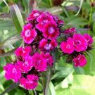 Dianthus -Barbatus- Oeschburg- 100 seeds