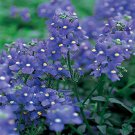 Nemesia Strumosa -Blue Gem- 100 seeds