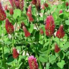 Crimson Clover Dixie (Trifolium Incarnatum)- 150 Seeds