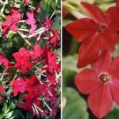 Nicotiana Alata -Crimson Bedder- 100 seeds