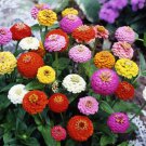Zinnia- Elegans -Sprite Mix- 100 Seeds