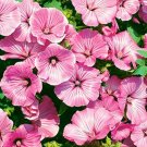 Rose Mallow- Lavatera Trimestris- Tanagra- 100 seeds
