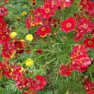 Coreopsis - Red Dwarf- 100 Seeds