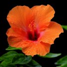 25 Orange & Pink Hibiscus Flower Seeds Plants Garden Planting