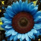 50 Seeds Zinnia Flowers Deep Dark Blue Color Garden Plants