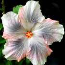 25 Pink Black & White Hibiscus Flower Seeds Plants Garden Planting