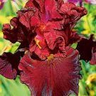25 Seeds Iris Flower Dark Red Maroon Garden