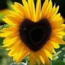 50 Seeds Heart Shaped Sunflowers Huge Sunflower Garden Large Flowers