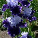 25 Seeds Bearded Iris Flower Purple White Garden Plants